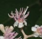 image of Miconia molybdea