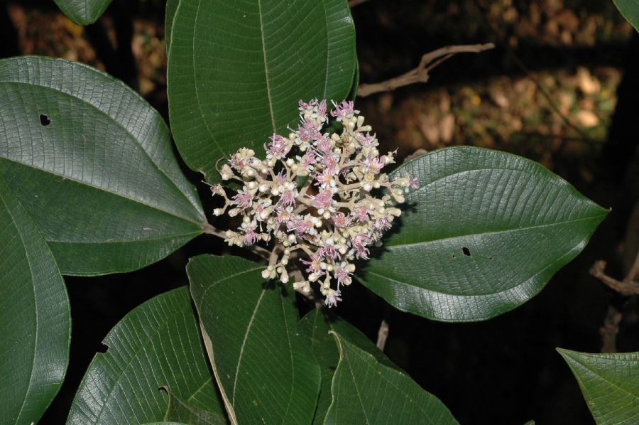 Melastomataceae Miconia molybdea