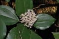 image of Miconia molybdea