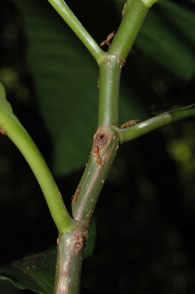 Polygonaceae Triplaris americana