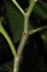 image of Triplaris americana