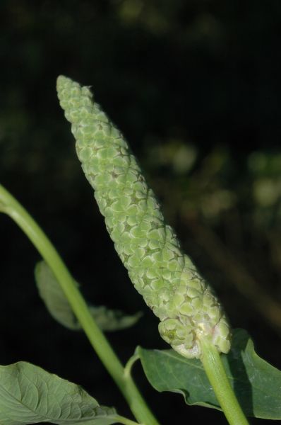 Sphenocleaceae Sphenoclea zeylanica