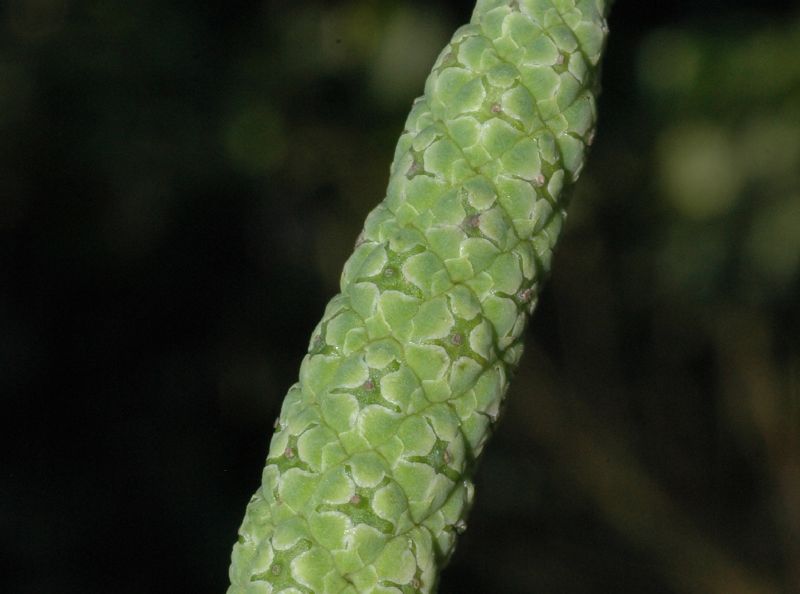 Sphenocleaceae Sphenoclea zeylanica