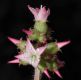 image of Aciotis caulialata