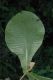 image of Miconia tomentosa