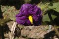 image of Solanum urticans