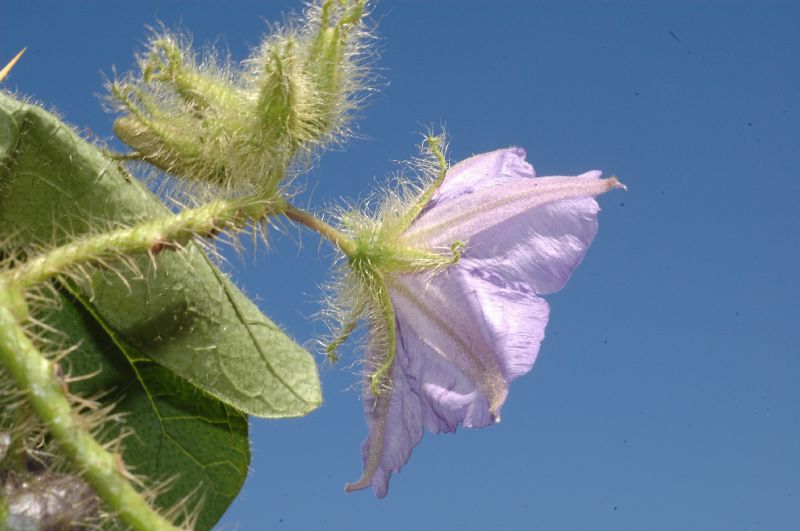 Solanaceae Solanum urticans