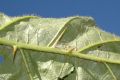 image of Solanum urticans