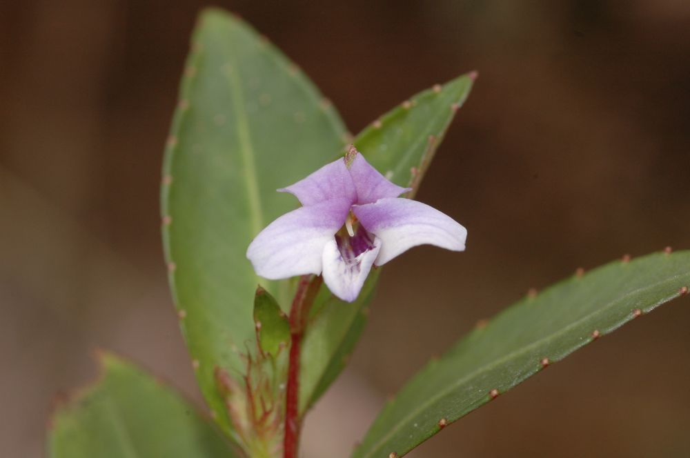 Violaceae Viola stipularis