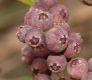 image of Miconia jahnii