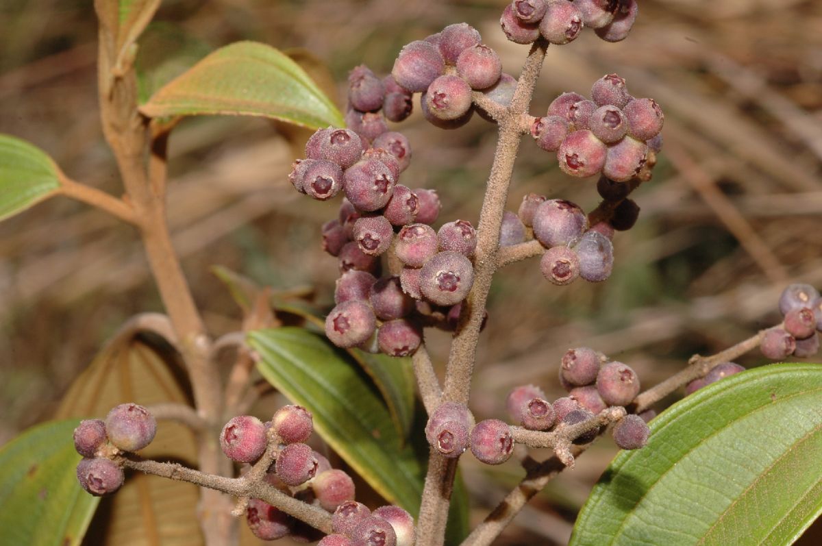 Melastomataceae Miconia jahnii