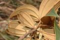image of Miconia jahnii