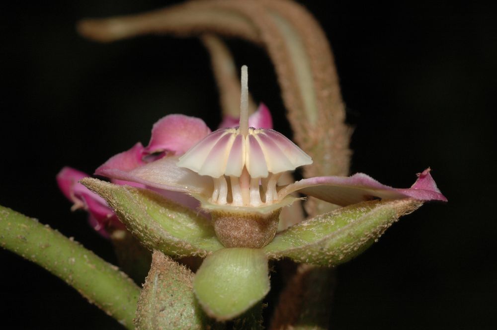 Melastomataceae Blakea schlimii