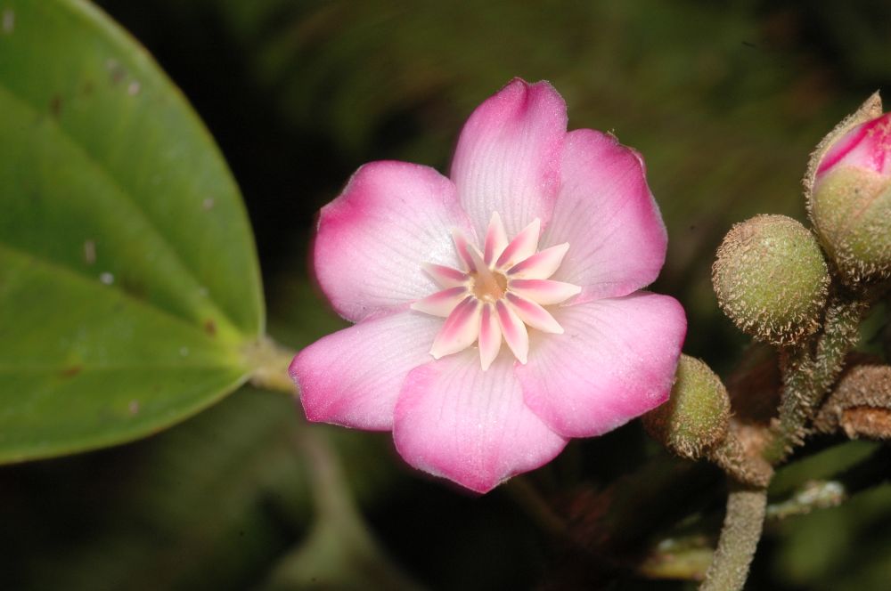 Melastomataceae Blakea schlimii