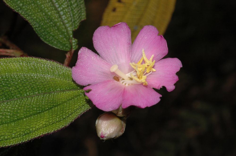 Melastomataceae Anaectocalyx bracteosa