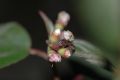 image of Miconia tuberculata