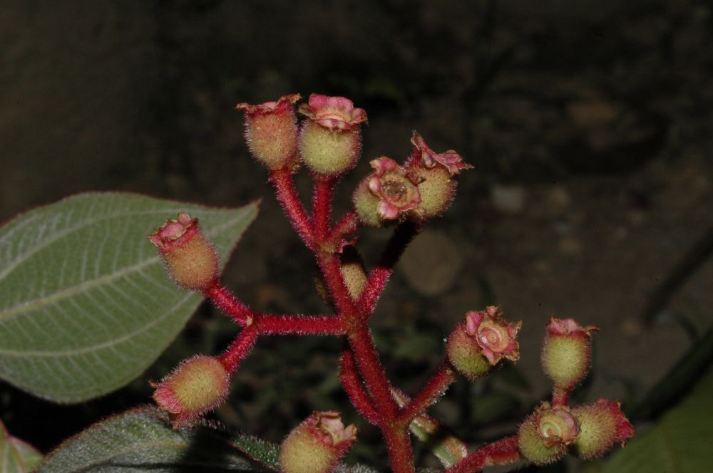 Melastomataceae Miconia tuberculata