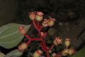 image of Miconia tuberculata