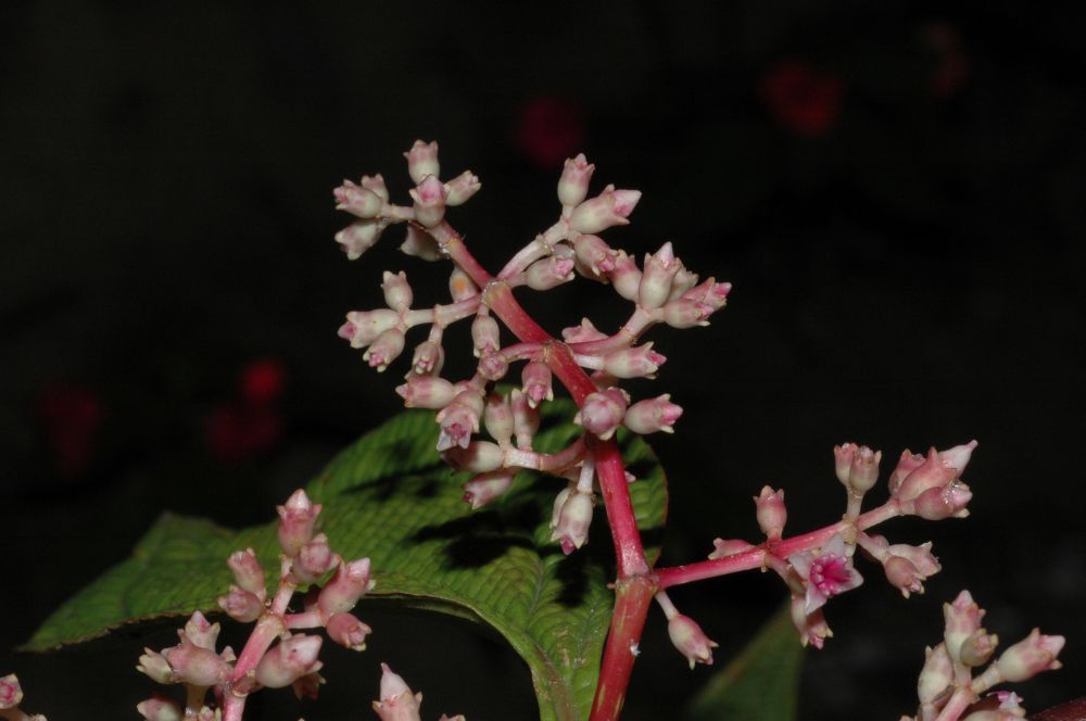 Melastomataceae Miconia spinulosa