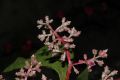 image of Miconia spinulosa