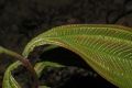 image of Miconia spinulosa