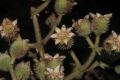 image of Miconia suaveolens