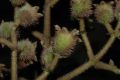 image of Miconia suaveolens