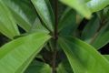 image of Miconia longifolia