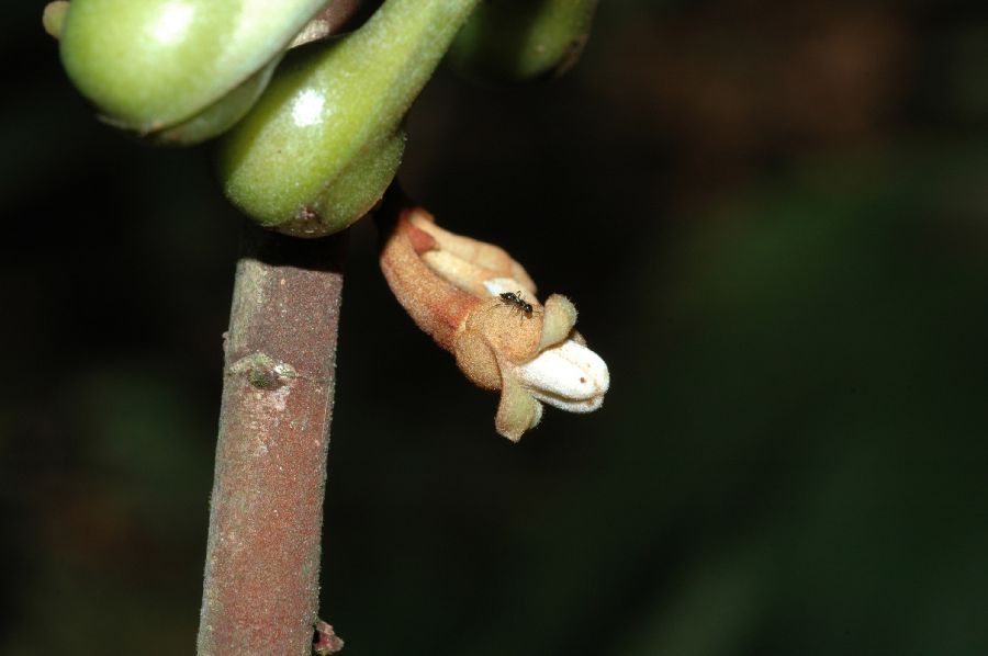 Annonaceae Anaxagorea crassipetala