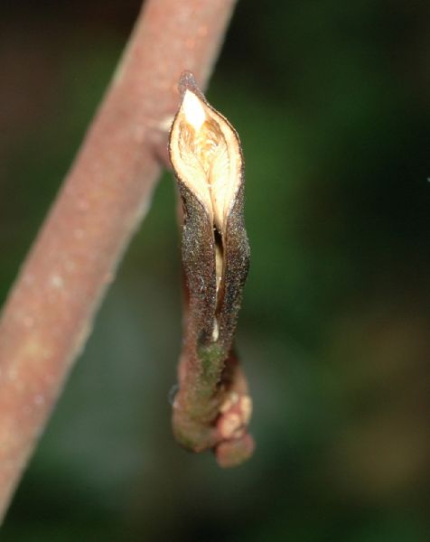 Annonaceae Anaxagorea crassipetala