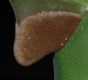 image of Cecropia 