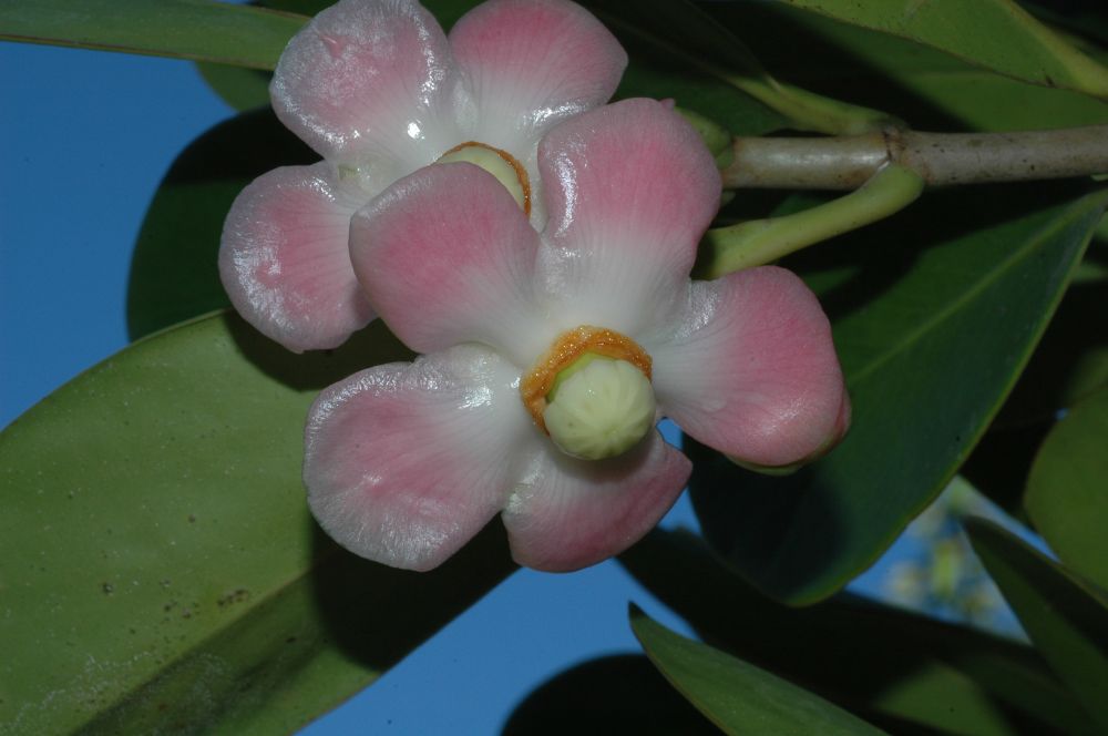 Clusiaceae Clusia uvitana