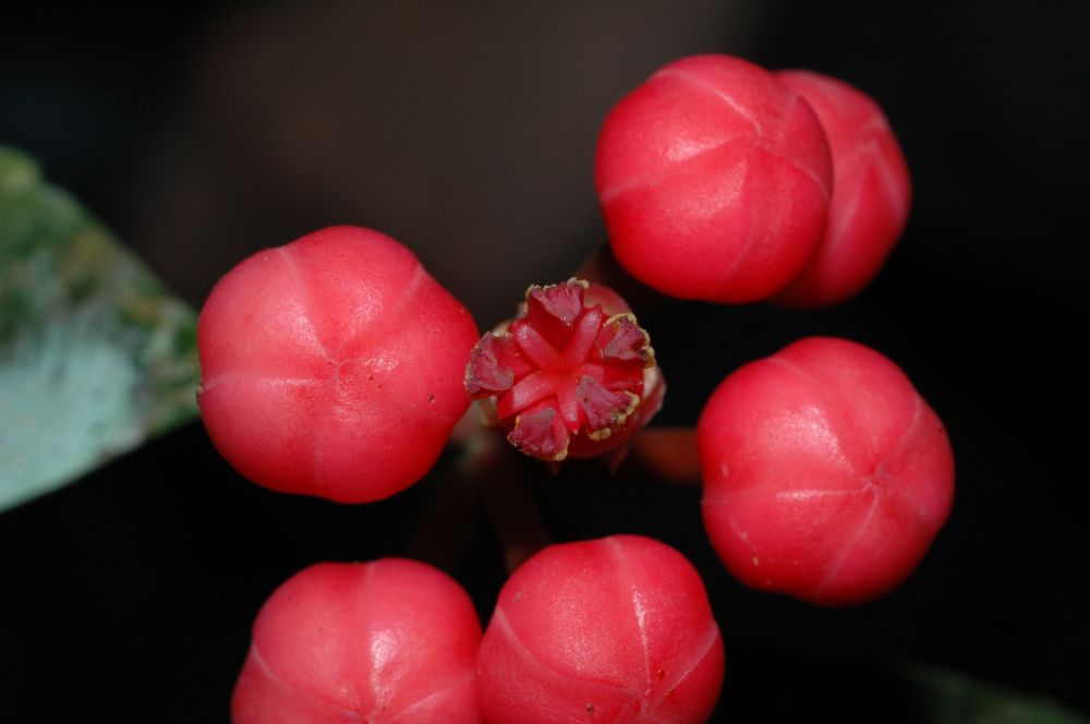 Clusiaceae Symphonia globulifera