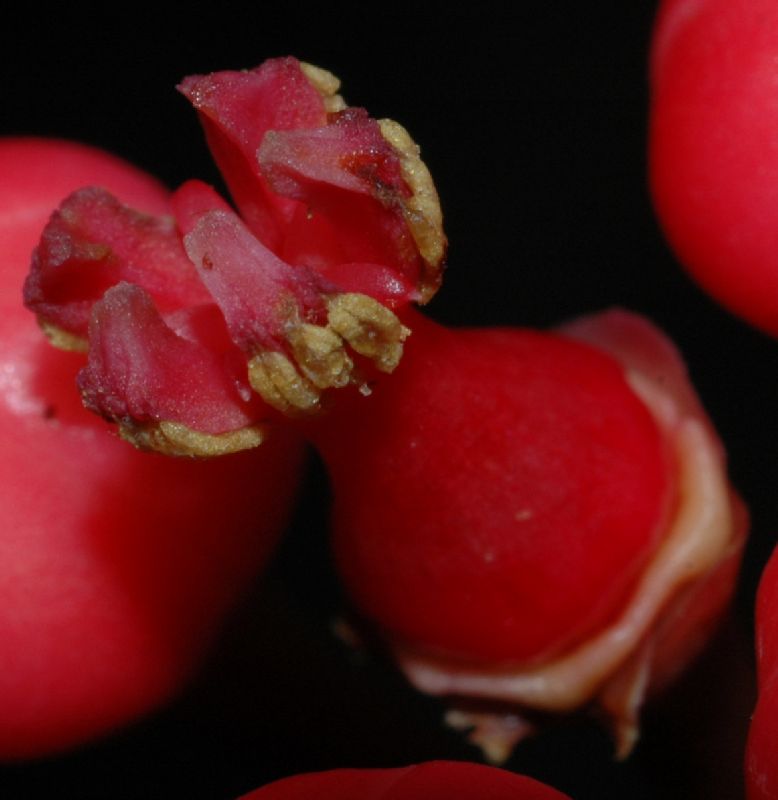 Clusiaceae Symphonia globulifera