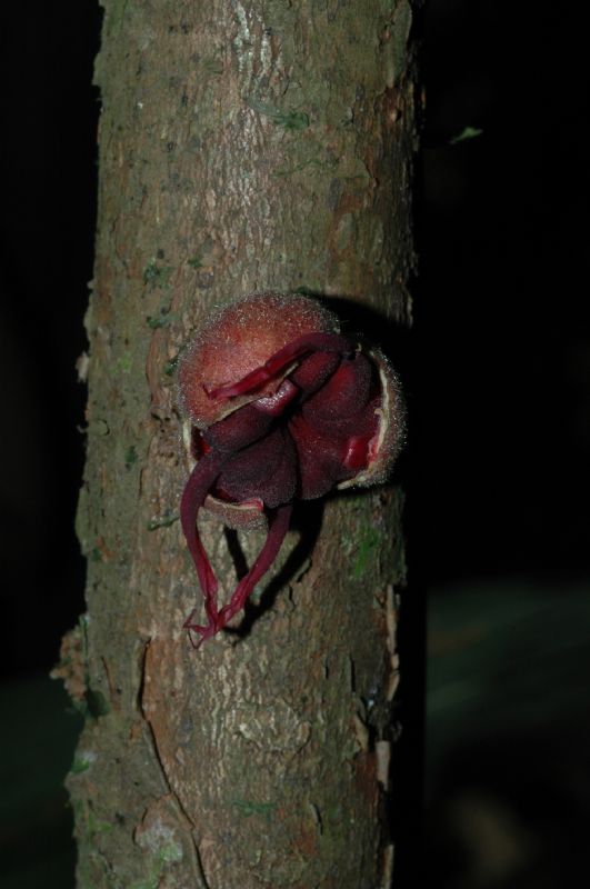 Byttneriaceae Herrania purpurea