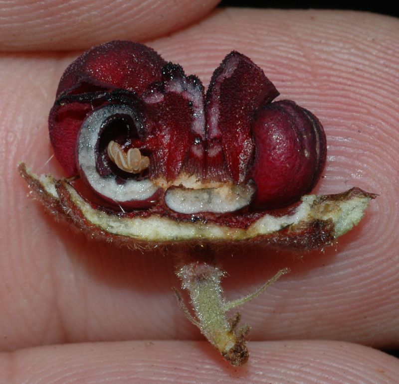 Byttneriaceae Herrania purpurea