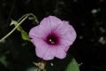 image of Ipomoea tiliacea