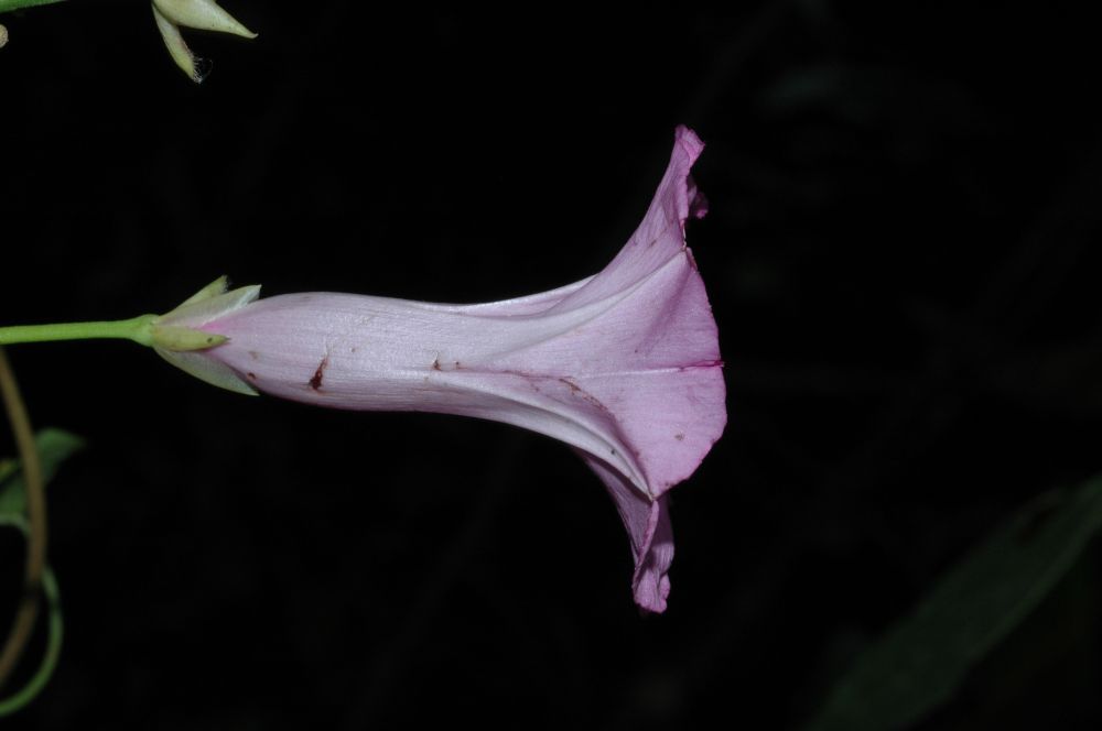 Convolvulaceae Ipomoea tiliacea