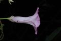 image of Ipomoea tiliacea