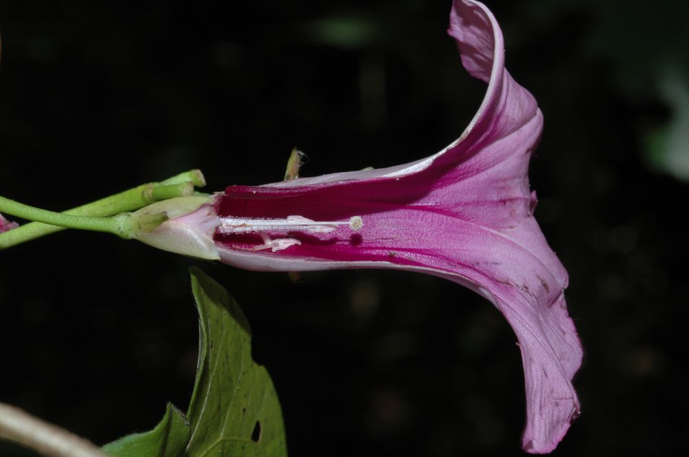 Convolvulaceae Ipomoea tiliacea