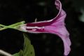image of Ipomoea tiliacea