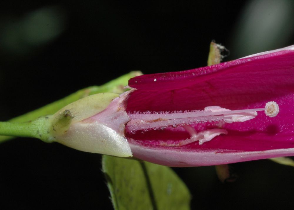 Convolvulaceae Ipomoea tiliacea