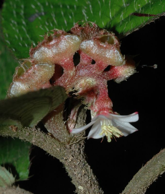 Melastomataceae Triolena hirsuta