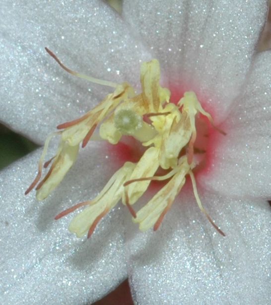 Melastomataceae Triolena hirsuta