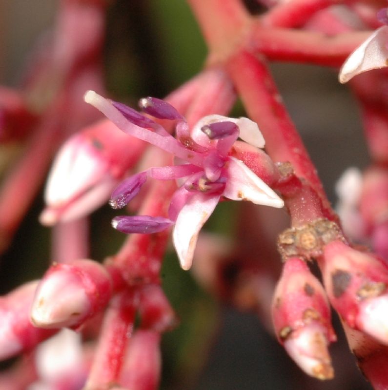 Melastomataceae Miconia ulmariodes