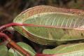 image of Miconia ulmariodes