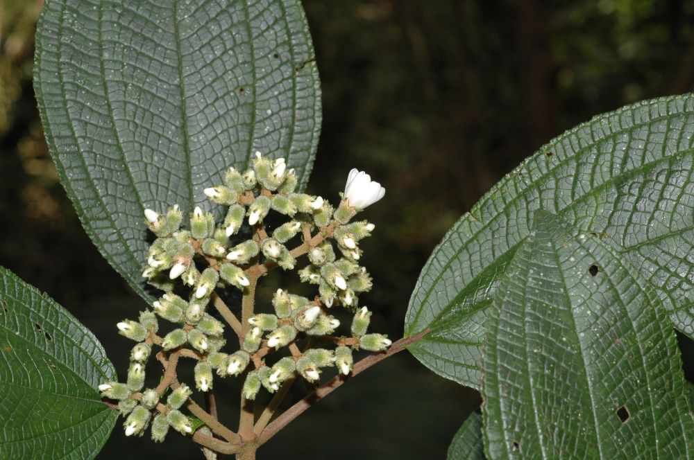 Melastomataceae Miconia meridensis