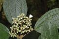 image of Miconia meridensis