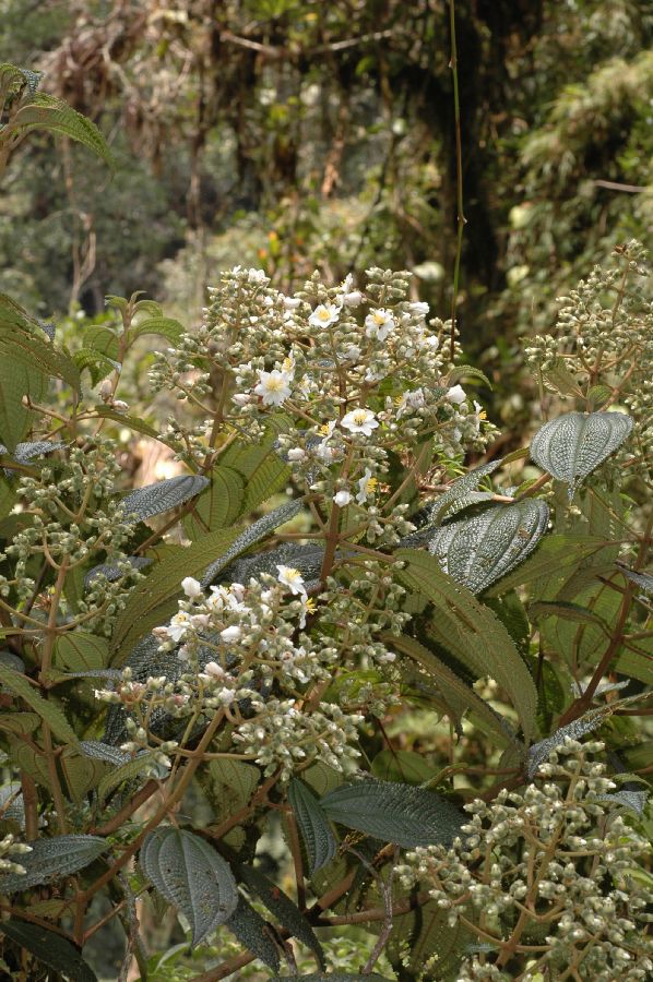 Melastomataceae Miconia meridensis