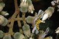 image of Miconia meridensis